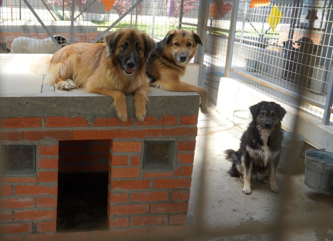 steinhundehuette_2026