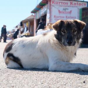 Galerie Tierhilfe Hoffnung 10