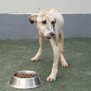 Galerie Tierhilfe Hoffnung 13