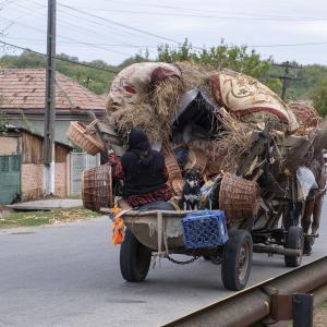 Galerie Tierhilfe Hoffnung 9