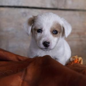 Galerie Tierhilfe Hoffnung 3