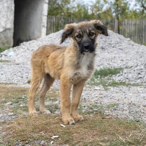 Galerie Tierhilfe Hoffnung 17