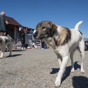 Galerie Tierhilfe Hoffnung 4