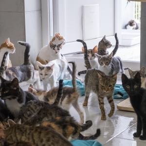 Galerie Tierhilfe Hoffnung 7