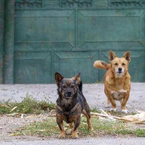 Galerie Tierhilfe Hoffnung 11