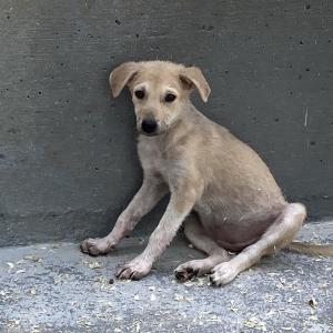 Galerie Tierhilfe Hoffnung 2