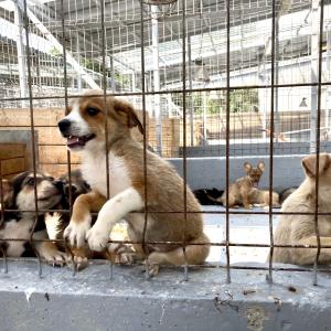 Galerie Tierhilfe Hoffnung 8