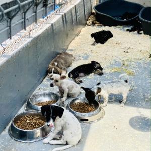 Galerie Tierhilfe Hoffnung 5