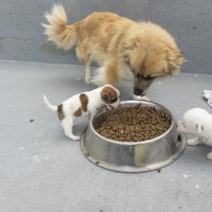 Galerie Tierhilfe Hoffnung 6