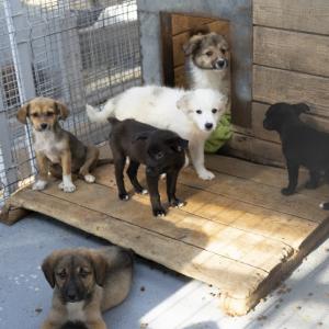 Galerie Tierhilfe Hoffnung 18