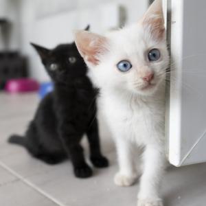 Galerie Tierhilfe Hoffnung 12