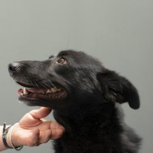 Galerie Tierhilfe Hoffnung 14