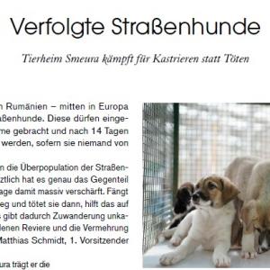 Verfolgte Straßenhunde