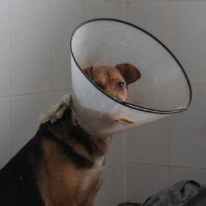 Galerie Tierhilfe Hoffnung 5