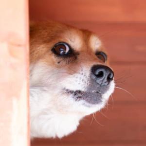 Galerie Tierhilfe Hoffnung 13