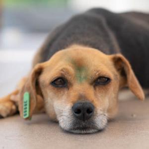 Galerie Tierhilfe Hoffnung 15