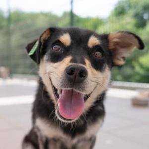 Galerie Tierhilfe Hoffnung 6