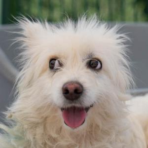 Galerie Tierhilfe Hoffnung 8