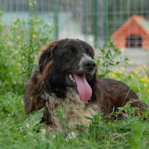 Galerie Tierhilfe Hoffnung 16