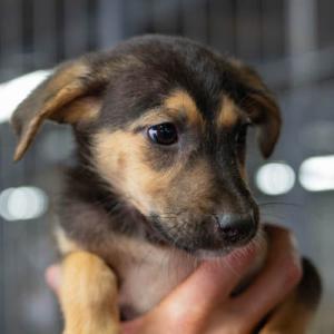 Galerie Tierhilfe Hoffnung 17