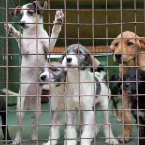 Galerie Tierhilfe Hoffnung 12