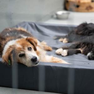 Galerie Tierhilfe Hoffnung 4