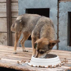 Galerie Tierhilfe Hoffnung 11