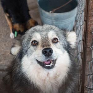 Galerie Tierhilfe Hoffnung 9