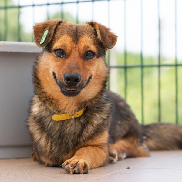 Startseite Tierhilfe Hoffnung