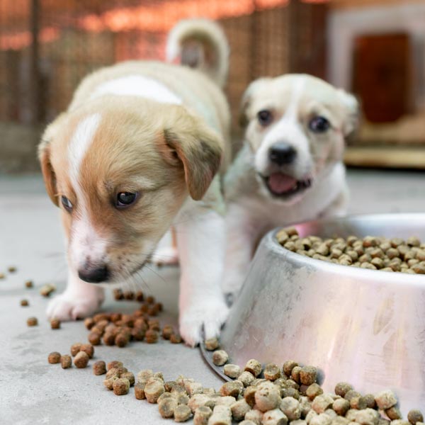 Startseite Tierhilfe Hoffnung