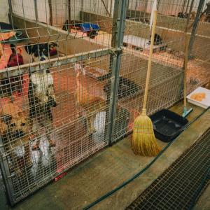 Galerie Tierhilfe Hoffnung 2