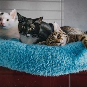 Galerie Tierhilfe Hoffnung 5