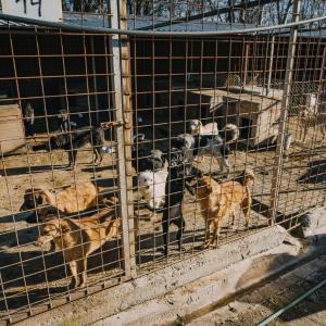 Galerie Tierhilfe Hoffnung 8