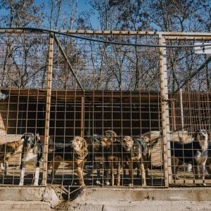 Galerie Tierhilfe Hoffnung 7