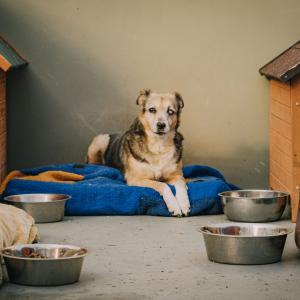 Galerie Tierhilfe Hoffnung 9