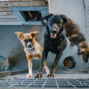 Galerie Tierhilfe Hoffnung 6