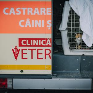 Galerie Tierhilfe Hoffnung 11