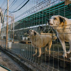 Galerie Tierhilfe Hoffnung 4